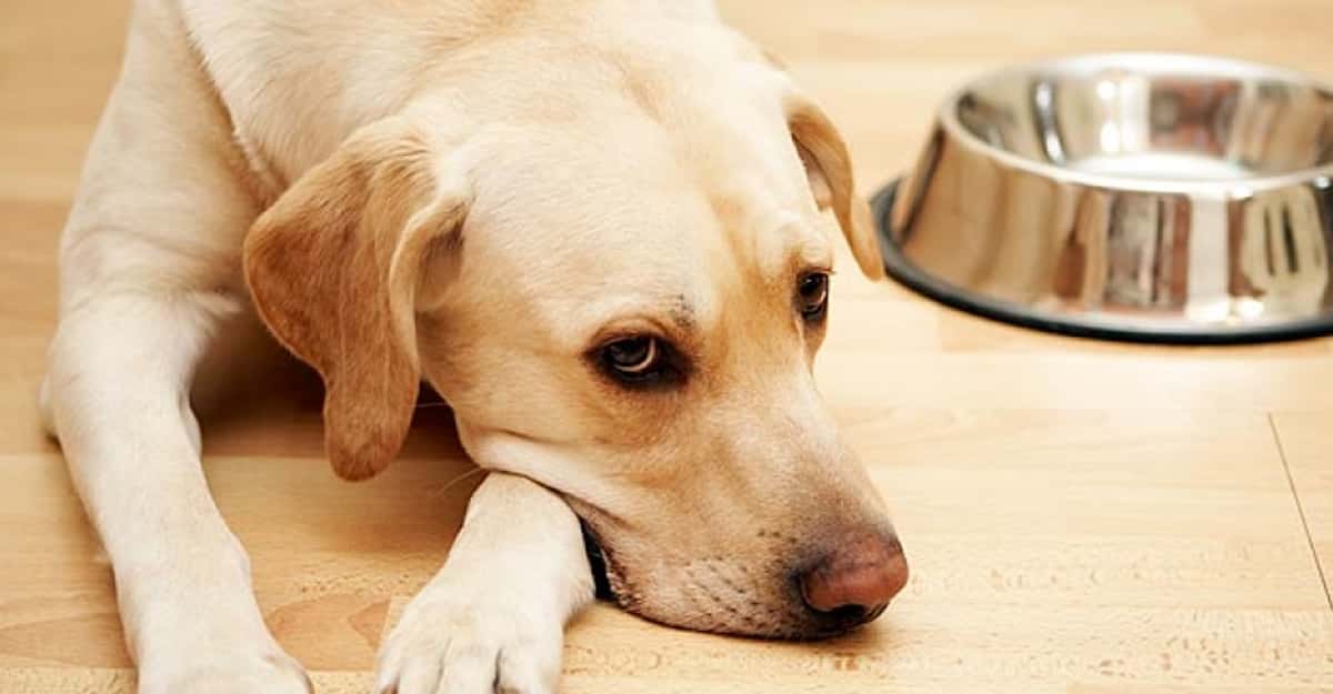 why dogs like human food so much